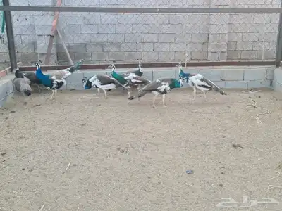جوز طاووس ابرق العمر سنتين ونص ينتج الموسم القادم 0