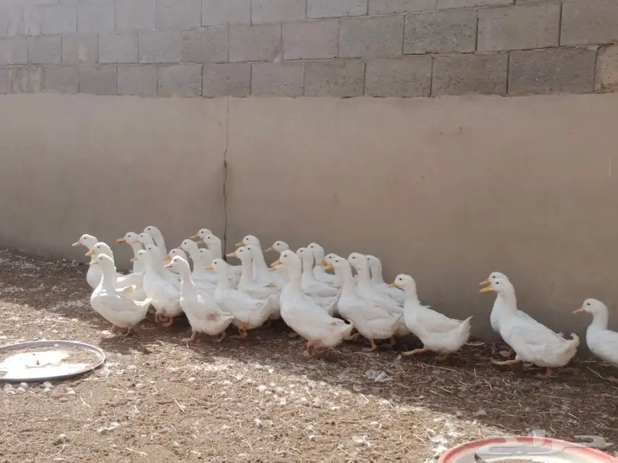 بط بكين العدد 32 2