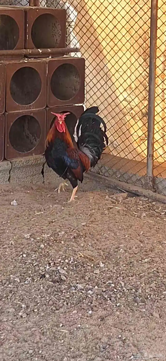 ديك   عربي أصيل 1