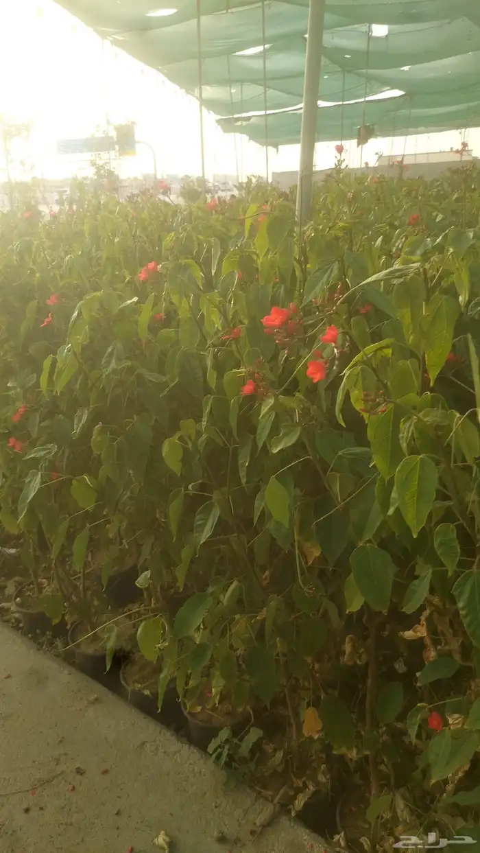 مشاتل الدمام تنسيق حدائق 8
