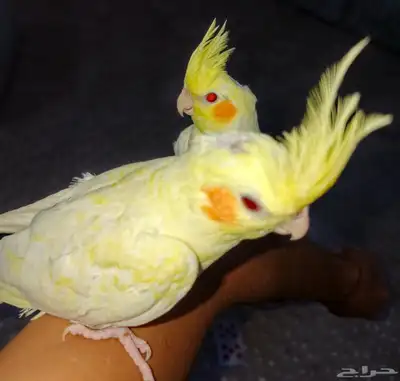 زوج كروان لاتينو 0