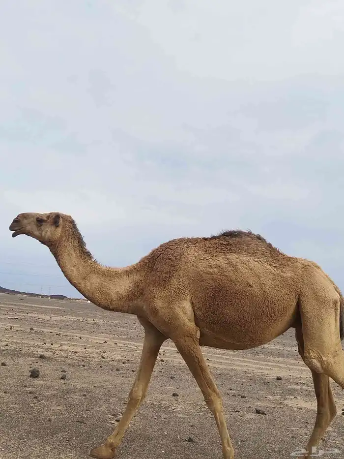 دبيانيه. لقحه للبيع 0