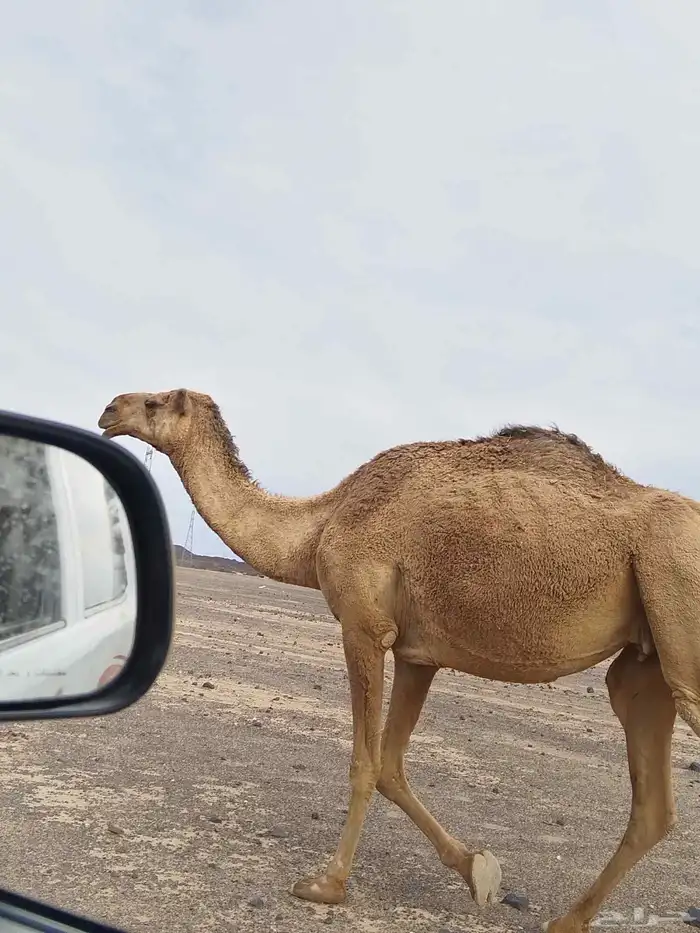 دبيانيه. لقحه للبيع 1