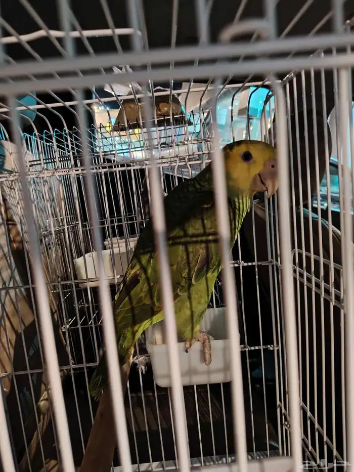 موصل طيور موصل حيوانات اليفه 2