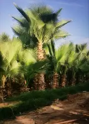 نخل واشنطني 2