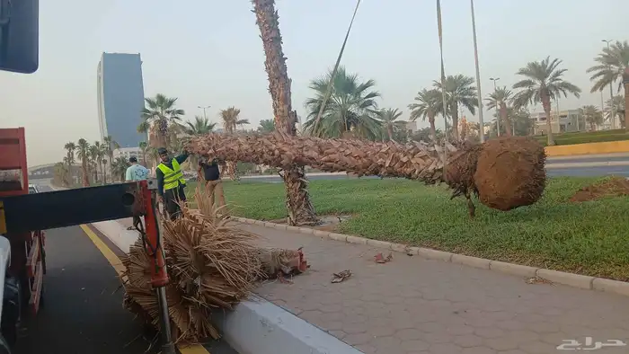 رافعه ونش كرينات للايجار جده 2010 4