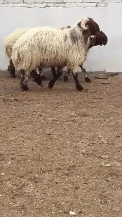 فحول نعيم صنف للبيع 2