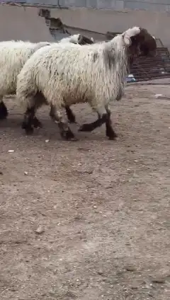 فحول نعيم صنف للبيع 4