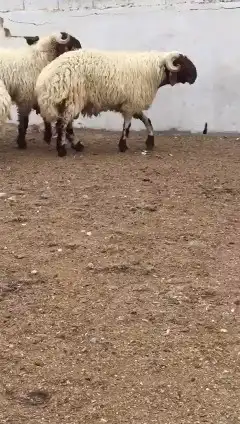 فحول نعيم صنف للبيع 3