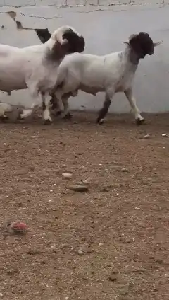 فحول نعيم صنف للبيع 5