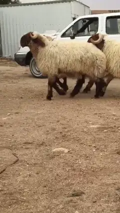 فحول نعيم صنف للبيع 0