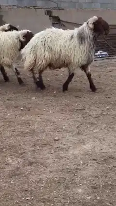 فحول نعيم صنف للبيع 1