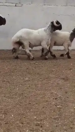 فحول نعيم صنف للبيع 9