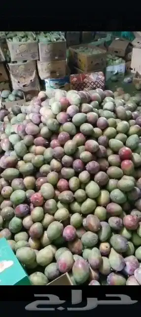 يوجد لدينا التومي والهندي والسوداني والزبده 3
