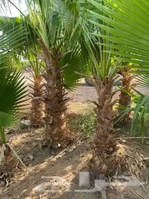 نخل وشنطن زينه للبيع 3