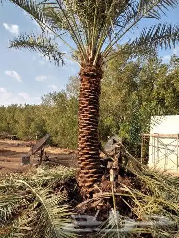 نخيل جمع الأنواع والمقاسات 2