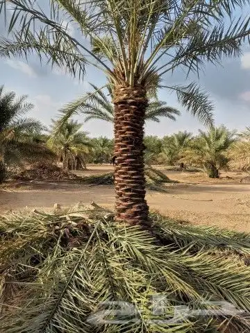 نخيل جمع الأنواع والمقاسات 7