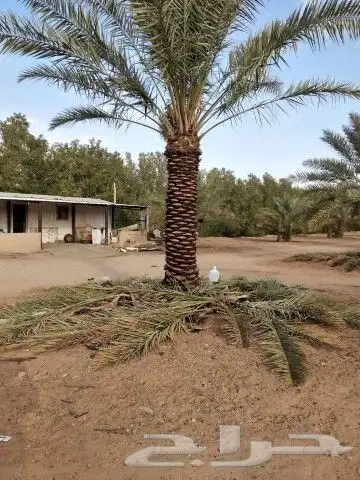 نخيل جمع الأنواع والمقاسات 8