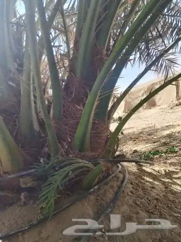 نخيل جمع الأنواع والمقاسات 3
