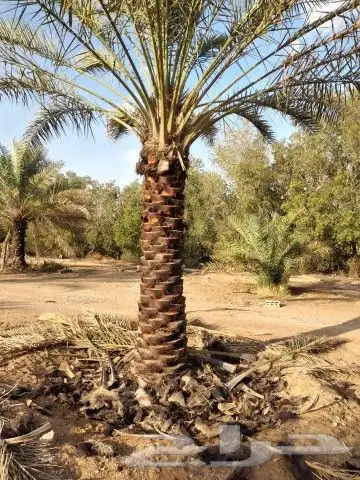 نخيل جمع الأنواع والمقاسات 9