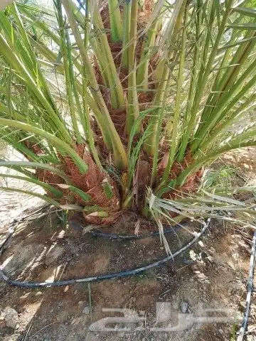 نخيل جمع الأنواع والمقاسات 4