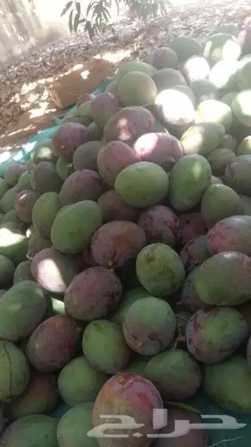 يوجد لدينا التومي والهندي والسوداني والزبده 8