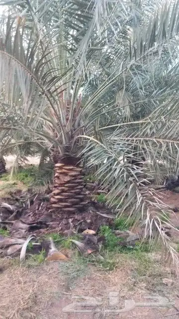 نخيل جمع الأنواع والمقاسات 1