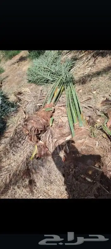 يوجد لدينا جميع انواع انخيل المثمرة ونوصل في أنحاء 5