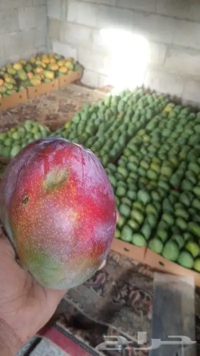 يوجد لدينا التومي والهندي والسوداني والزبده 0