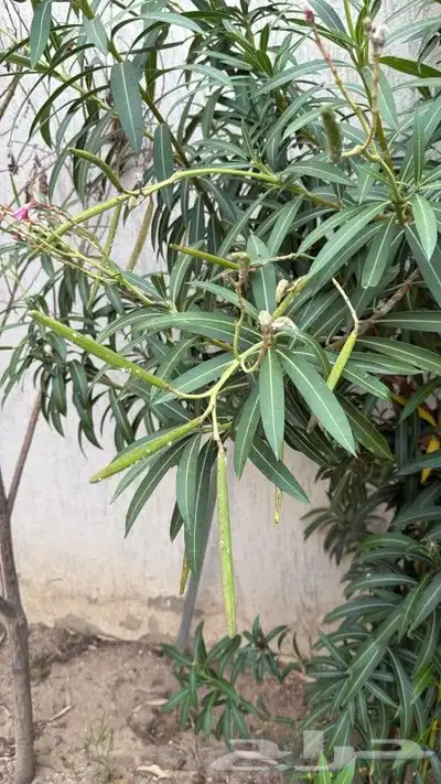 معلم زراعه بمكه ومعالج الشجر وزرع الصجف 7