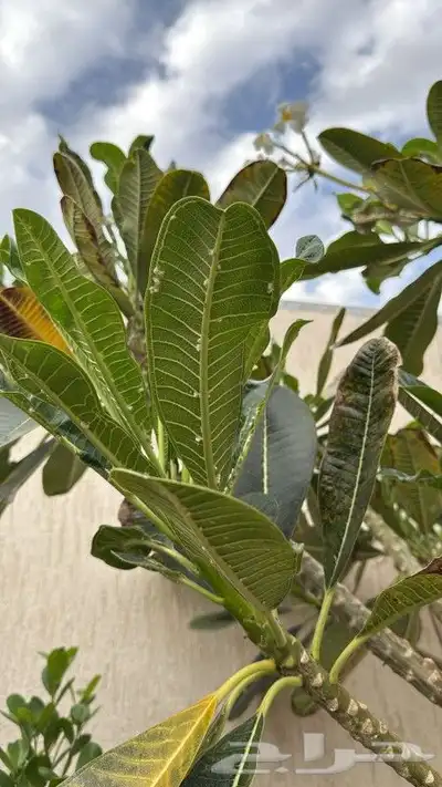 معلم زراعه بمكه ومعالج الشجر وزرع الصجف 9