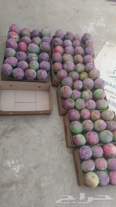 يوجد لدينا التومي والهندي والسوداني والزبده 4