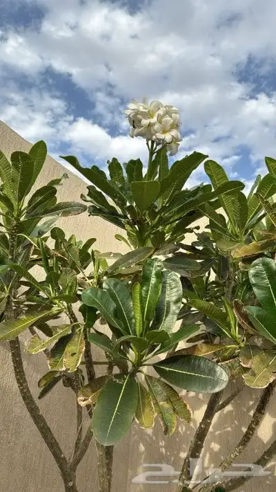 معلم زراعه بمكه ومعالج الشجر وزرع الصجف 5