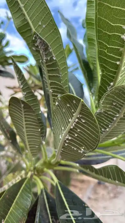 معلم زراعه بمكه ومعالج الشجر وزرع الصجف 0
