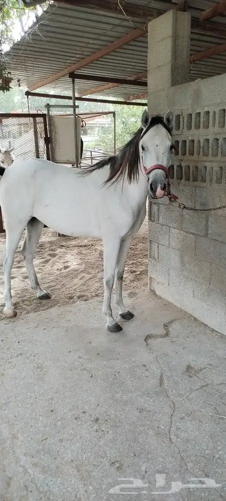 فرس شعبيه عربيه للبيع 0