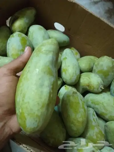 يوجد لدينا التومي والهندي والسوداني والزبده 7