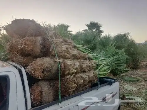 نخل وشنطن زينه للبيع 1
