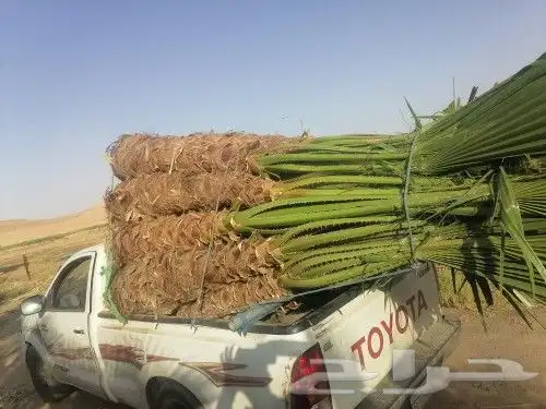 نخل وشنطن زينه للبيع 0