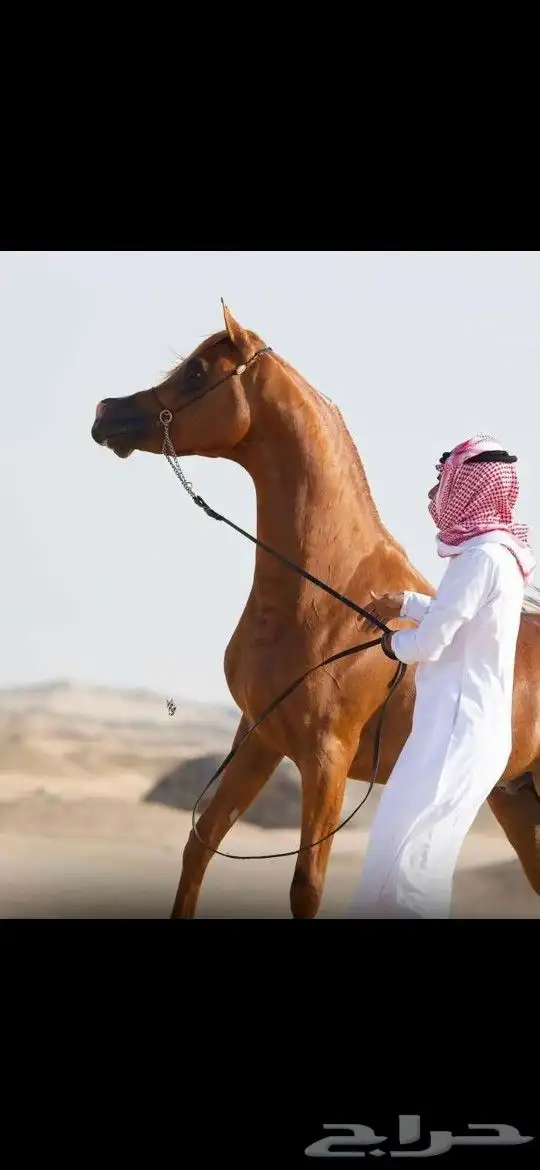 اعلان فتح تشبيه تلقيح وليس للبيع كرما. 2