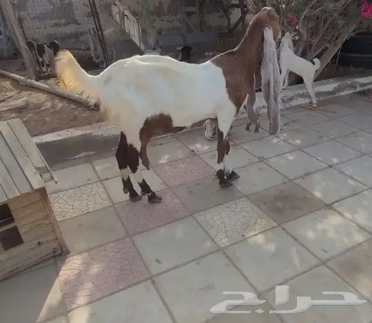 حجازيه هولنديه خصم ونادره فاخره لأهل النوادر 6