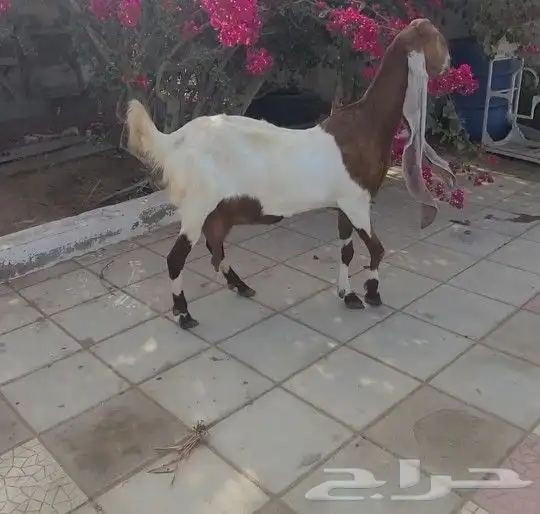 حجازيه هولنديه خصم ونادره فاخره لأهل النوادر 0