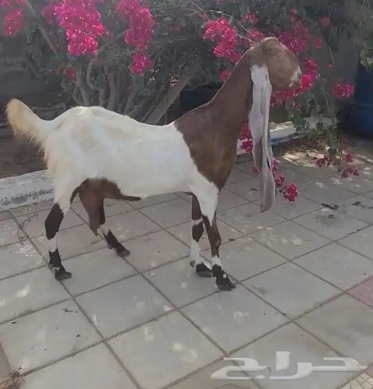 حجازيه هولنديه خصم ونادره فاخره لأهل النوادر 9