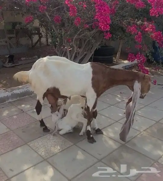 حجازيه هولنديه خصم ونادره فاخره لأهل النوادر 1