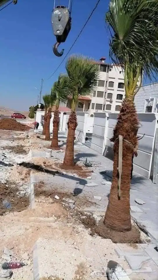 نخيل عربي جميع المقاسات متوفرة نخيل واشنطني زينه 3