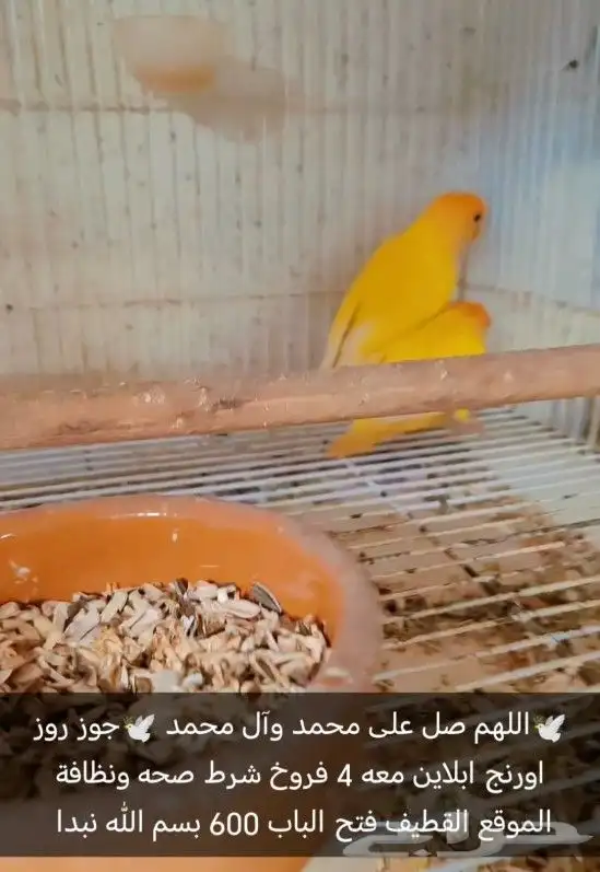جوز روز اورنج ابلاين معه 4فروخ 1