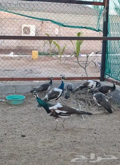 جوز طاووس ابرق العمر سنتين ونص ينتج الموسم القادم 3