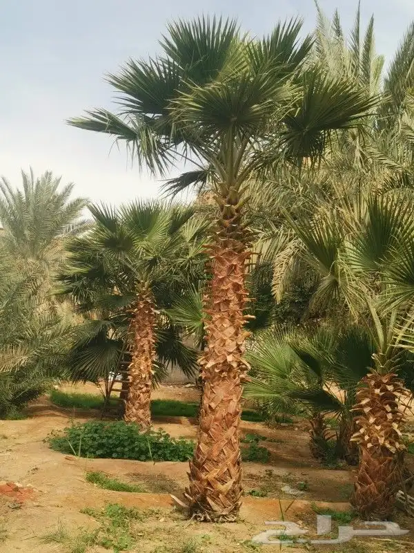واشنطن للبيع 2