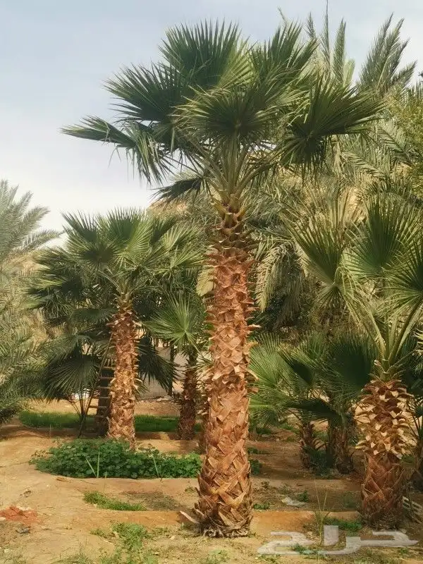 واشنطن للبيع 1