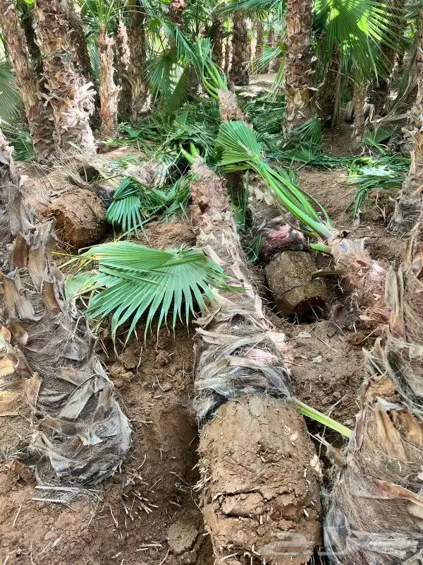 نخل زينه للبيع 3