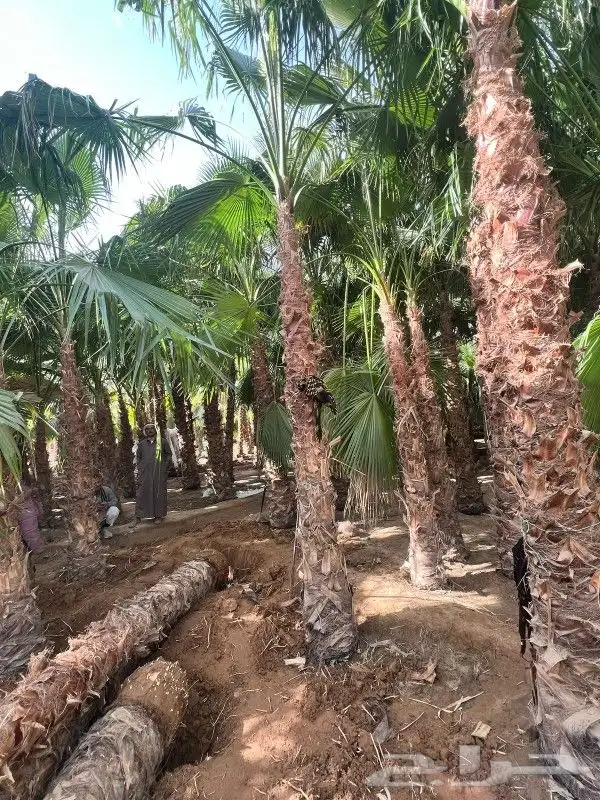 نخل زينه للبيع 1